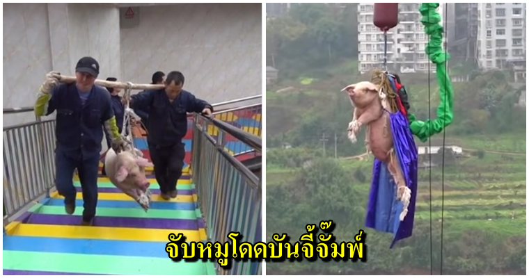 วิจารณ์ยับ! สวนสนุกจีนจับหมูเป็นๆโดดบันจี้จั๊มพ์ สูงกว่า68เมตร เพื่อเปิดตัวเครื่องเล่นใหม่ - WORLD OF BUZZ