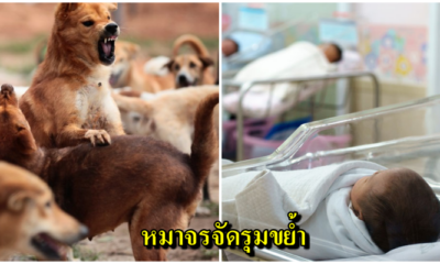 สลด ทารกเพิ่งคลอดได้ 3ชั่วโมง ดับสยอง ถูกแก๊งหมาจรรุมขย้ำใน รพ.พ่อแม่ใจสลายแฉ รพ.พยายามปิดข่าว - WORLD OF BUZZ 3
