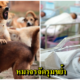 สลด ทารกเพิ่งคลอดได้ 3ชั่วโมง ดับสยอง ถูกแก๊งหมาจรรุมขย้ำใน รพ.พ่อแม่ใจสลายแฉ รพ.พยายามปิดข่าว - WORLD OF BUZZ 3