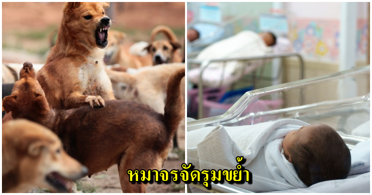 สลด ทารกเพิ่งคลอดได้ 3ชั่วโมง ดับสยอง ถูกแก๊งหมาจรรุมขย้ำใน รพ.พ่อแม่ใจสลายแฉ รพ.พยายามปิดข่าว - WORLD OF BUZZ 3