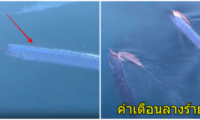 ญี่ปุ่นเผยคลิป ปลาพญานาคเผยตัว ตัวระยะใกล้ โผล่ว่ายเหนือน้ำ ตามความเชื่อชาวญี่ปุ่น เป็นสัญญาณเตือนภัยพิบัติ - WORLD OF BUZZ