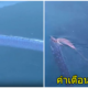 ญี่ปุ่นเผยคลิป ปลาพญานาคเผยตัว ตัวระยะใกล้ โผล่ว่ายเหนือน้ำ ตามความเชื่อชาวญี่ปุ่น เป็นสัญญาณเตือนภัยพิบัติ - WORLD OF BUZZ