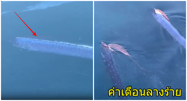 ญี่ปุ่นเผยคลิป ปลาพญานาคเผยตัว ตัวระยะใกล้ โผล่ว่ายเหนือน้ำ ตามความเชื่อชาวญี่ปุ่น เป็นสัญญาณเตือนภัยพิบัติ - WORLD OF BUZZ