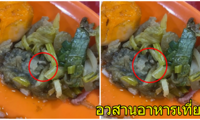สาวผงะ! สั่งข้าวขาหมู ดันเจอของแถมในจาน กระดึ๊บไปมาเป็นสิบตัว อ้วกแทบพุ่ง - WORLD OF BUZZ