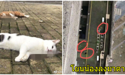 สุดสลด! คนจีนผวา โยนหมา-แมวลงมาจากที่พัก ตายเกลื่อน กลัวแพร่เชื้อไวรัสโคโรน่า - WORLD OF BUZZ