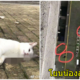สุดสลด! คนจีนผวา โยนหมา-แมวลงมาจากที่พัก ตายเกลื่อน กลัวแพร่เชื้อไวรัสโคโรน่า - WORLD OF BUZZ