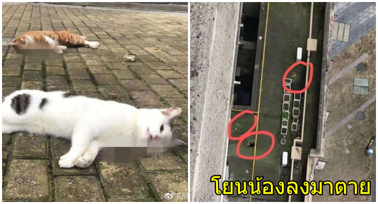 สุดสลด! คนจีนผวา โยนหมา-แมวลงมาจากที่พัก ตายเกลื่อน กลัวแพร่เชื้อไวรัสโคโรน่า - WORLD OF BUZZ