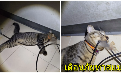 อุทาหรณ์ทาสแมว ไม่ได้เก็บสายไฟดี ๆ สุดท้ายน้องไปกัดสายไฟเล่นจนไฟช็อตตายคาที่ - WORLD OF BUZZ
