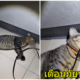 อุทาหรณ์ทาสแมว ไม่ได้เก็บสายไฟดี ๆ สุดท้ายน้องไปกัดสายไฟเล่นจนไฟช็อตตายคาที่ - WORLD OF BUZZ