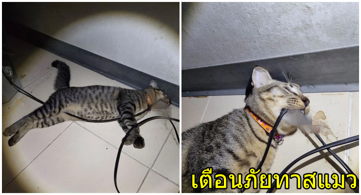 อุทาหรณ์ทาสแมว ไม่ได้เก็บสายไฟดี ๆ สุดท้ายน้องไปกัดสายไฟเล่นจนไฟช็อตตายคาที่ - WORLD OF BUZZ