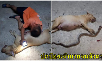 เจ้าของล้มทั้งยืน “เจ้าหอม” พิทบูลท้องสู้งูเห่า ปกป้องเจ้านายจนตัวตาย - WORLD OF BUZZ