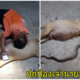 เจ้าของล้มทั้งยืน “เจ้าหอม” พิทบูลท้องสู้งูเห่า ปกป้องเจ้านายจนตัวตาย - WORLD OF BUZZ
