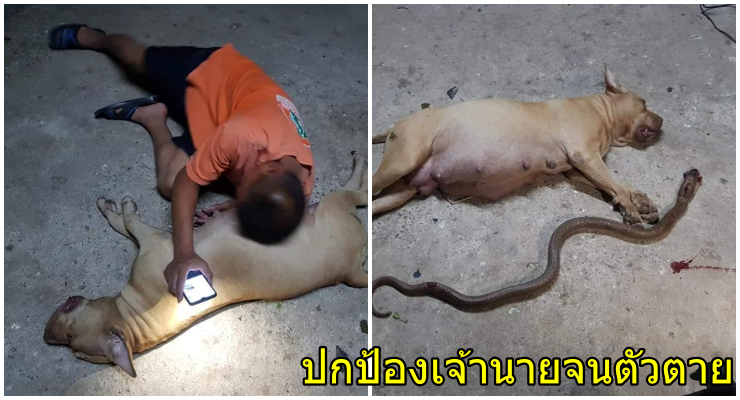 เจ้าของล้มทั้งยืน “เจ้าหอม” พิทบูลท้องสู้งูเห่า ปกป้องเจ้านายจนตัวตาย - WORLD OF BUZZ