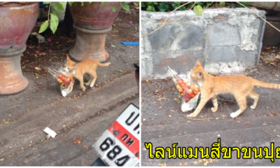 เอ็นดู! คลิปน้องแมวสีส้ม คาบถุงลูกชิ้นทอดราดน้ำจิ้ม ไปส่งที่บ้าน - WORLD OF BUZZ