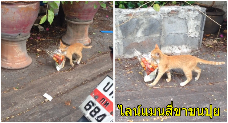 เอ็นดู! คลิปน้องแมวสีส้ม คาบถุงลูกชิ้นทอดราดน้ำจิ้ม ไปส่งที่บ้าน - WORLD OF BUZZ