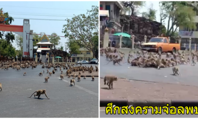 ลพบุรีเดือด! เปิดศึกสงครามจ๋อยกพวกตีกันสนั่นเมือง ทะเลาะกันนับพันเพราะแย่งอาหาร (คลิป) - WORLD OF BUZZ