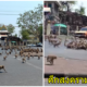 ลพบุรีเดือด! เปิดศึกสงครามจ๋อยกพวกตีกันสนั่นเมือง ทะเลาะกันนับพันเพราะแย่งอาหาร (คลิป) - WORLD OF BUZZ