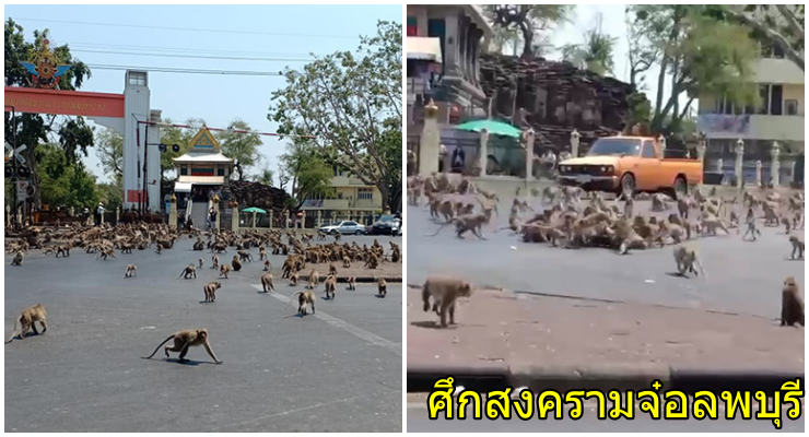 ลพบุรีเดือด! เปิดศึกสงครามจ๋อยกพวกตีกันสนั่นเมือง ทะเลาะกันนับพันเพราะแย่งอาหาร (คลิป) - WORLD OF BUZZ