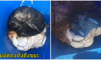 ล่าคนใจโหด!จับตูบมัดใส่ถุงปุ๋ย โยนทิ้งใส่ถังขยะหวัง"ฆ่าทั้งเป็น" - WORLD OF BUZZ