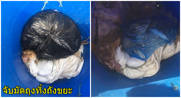 ล่าคนใจโหด!จับตูบมัดใส่ถุงปุ๋ย โยนทิ้งใส่ถังขยะหวัง"ฆ่าทั้งเป็น" - WORLD OF BUZZ