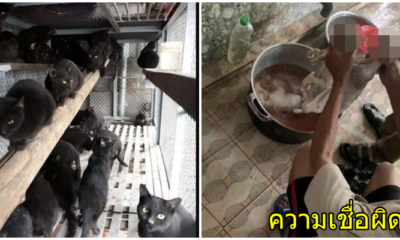 กินแมวๆ 1