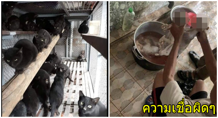 กินแมวๆ 1