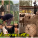 คาเฟ่