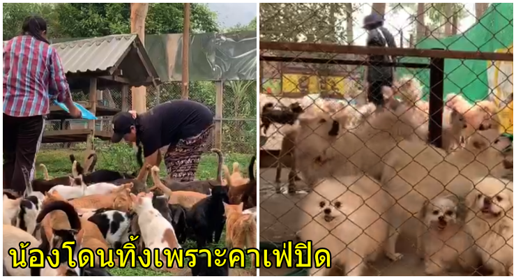 คาเฟ่