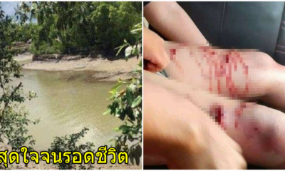 จระเข้