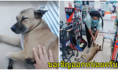 ลากหมา
