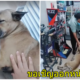 ลากหมา