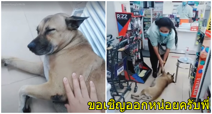 ลากหมา
