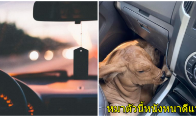 วัว