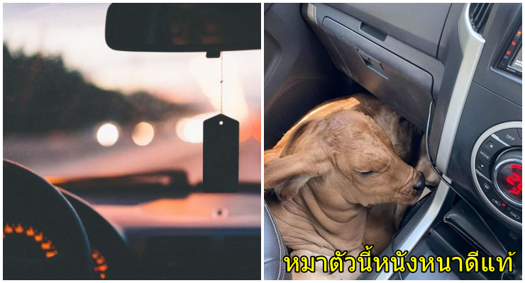 วัว