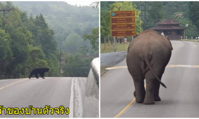 หมีมา