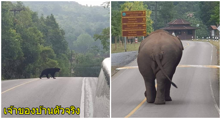 หมีมา