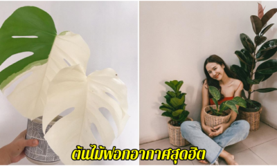 ต้นไม้