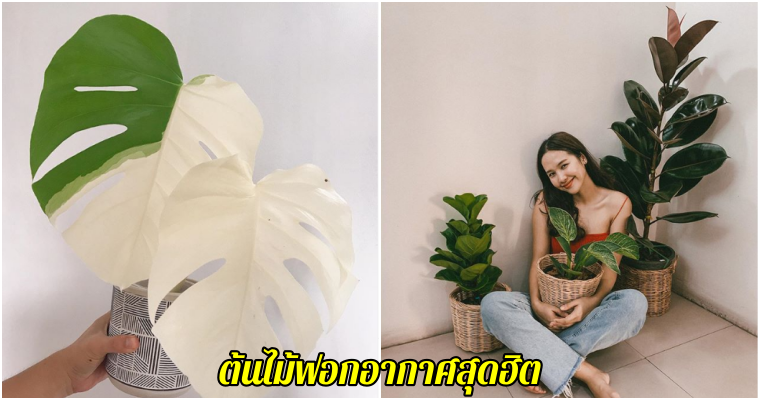 ต้นไม้