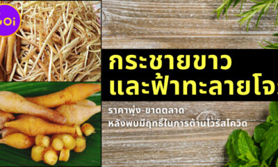 Ploy Template The Joi FBWebsite 17 1