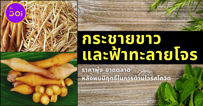 Ploy Template The Joi FBWebsite 17 1
