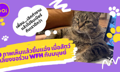Ploy Template The Joi FBWebsite 2 6