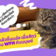 Ploy Template The Joi FBWebsite 2 6