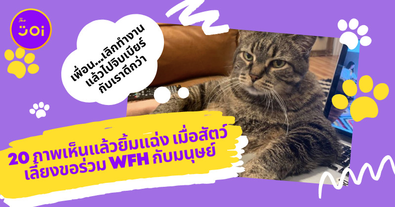 Ploy Template The Joi FBWebsite 2 6