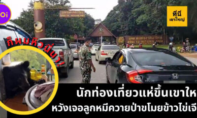 หมีควายป่า
