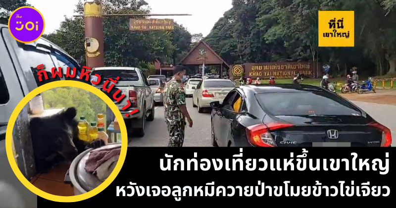 หมีควายป่า