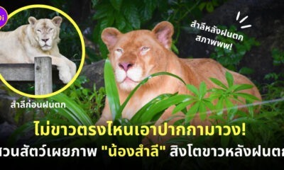 สวนสัตว์เปิดเขาเขียว
