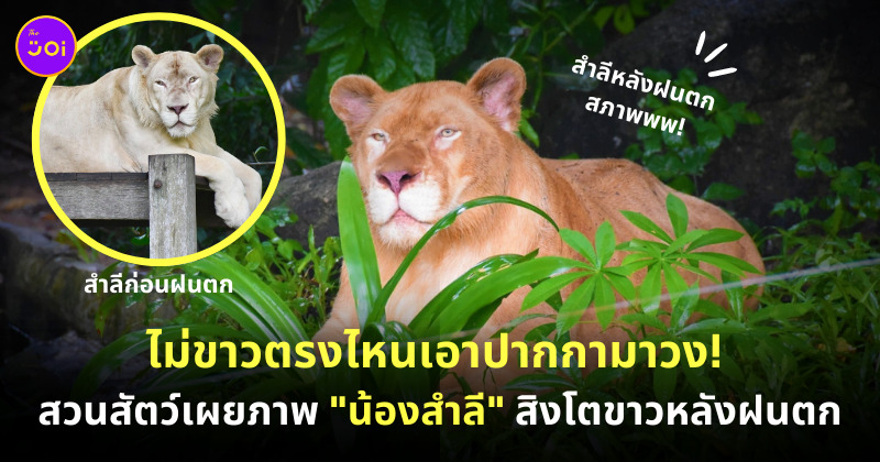 สวนสัตว์เปิดเขาเขียว