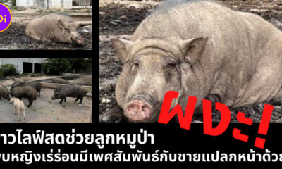 หญิงช่วยหมูป่า