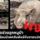 หญิงช่วยหมูป่า