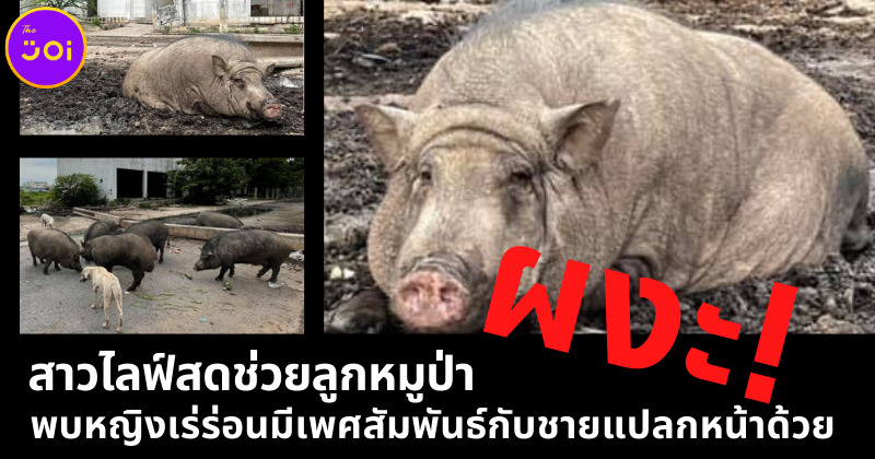 หญิงช่วยหมูป่า